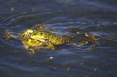Seefrosch - Zum Vergroessern klicken!